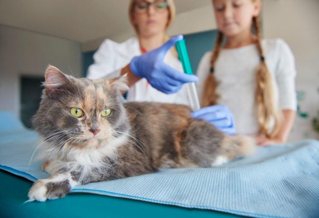 doctor-makes-injection-for-the-ill-cat